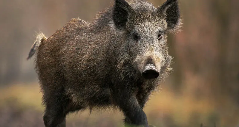 Prorogata al 27 luglio la scadenza delle iscrizioni per la caccia al cinghiale