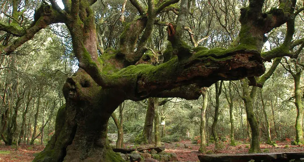 Nominato l'amministratore unico di Forestas, l'Agenzia forestale regionale per lo sviluppo del territorio e dell'ambiente