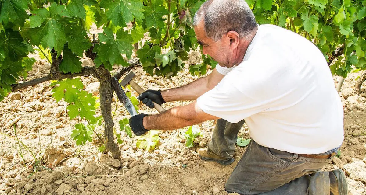 La Sagra del Vino di Atzara nelle foto di Sardegna Live