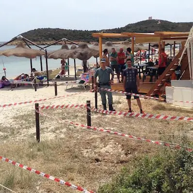 Tartaruga Caretta caretta depone uova in spiaggia