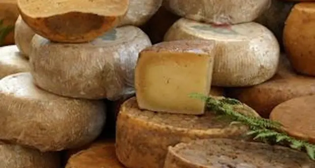 Pecorino “taroccato”, l'assessore Falchi: \"Regione in campo per ogni possibile azione di contrasto\"