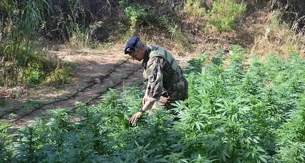 Colto in flagrante mentre coltiva una piantagione di cannabis: i Carabinieri arrestano un operaio di 43 anni