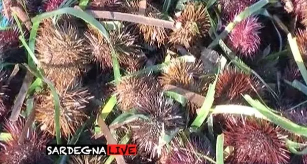 Pesca ricci con bombola in zona protetta: sanzionato un pescatore sportivo