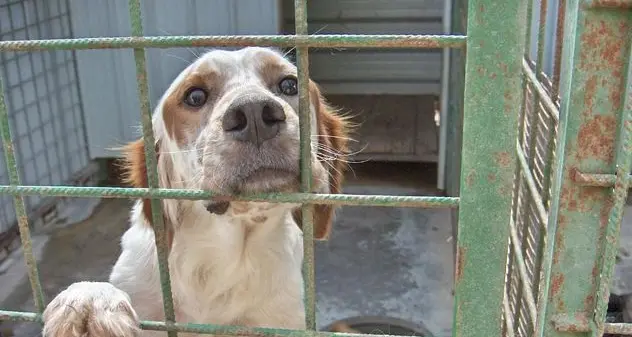 Corsi formativi per i proprietari di cani adottati presso il canile