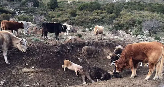 Peste suina: abbattuti tra Villagrande Strisaili e Talana 111 maiali