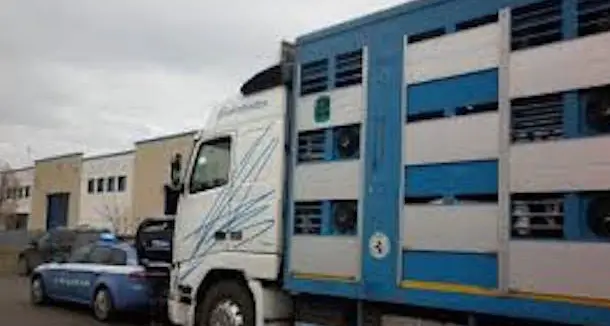 Maltrattamenti nel trasposto di bovini: multa da 10mila euro