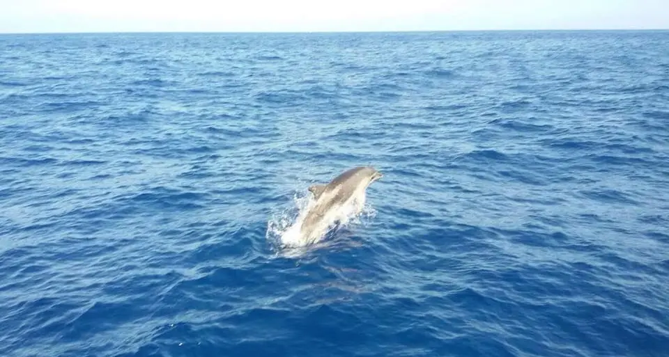 La danza dei delfini nel Golfo di Orosei