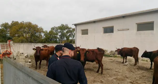 Ritrovati ad Austis i capi bovini rubati a Narbolia