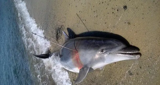 Delfino arpionato e trovato morto nell'area maria protetta di Capo Carbonara: il caso diventa nazionale