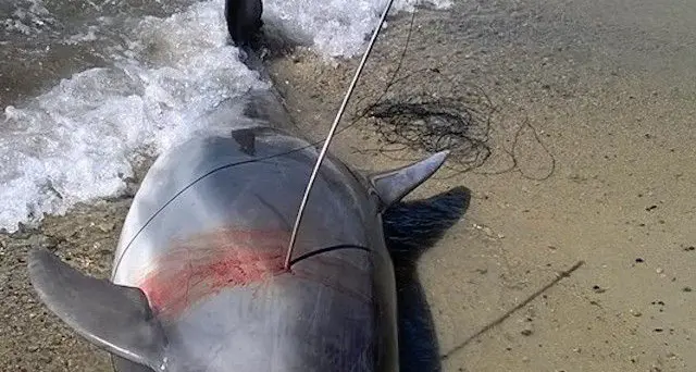 Delfino ucciso con un arpione: nella notte è stato fatto a pezzi per essere mangiato