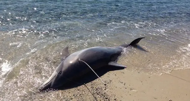 Delfino ucciso con un arpione sulla spiaggia di Torre delle Stelle