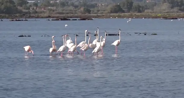 Nello stagno di Santa Gilla i fenicotteri si esibiscono in una danza per l'accoppiamento