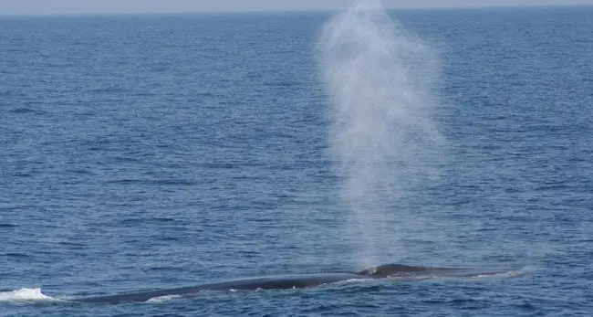 Ecco il video delle balenottere avvistate nel Golfo di Orosei