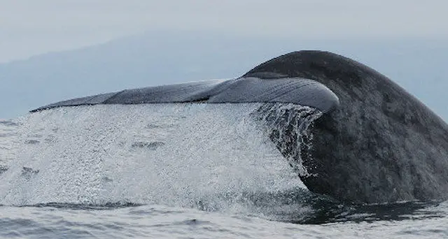 Gruppo di balenottere avvistato nel Golfo di Orosei