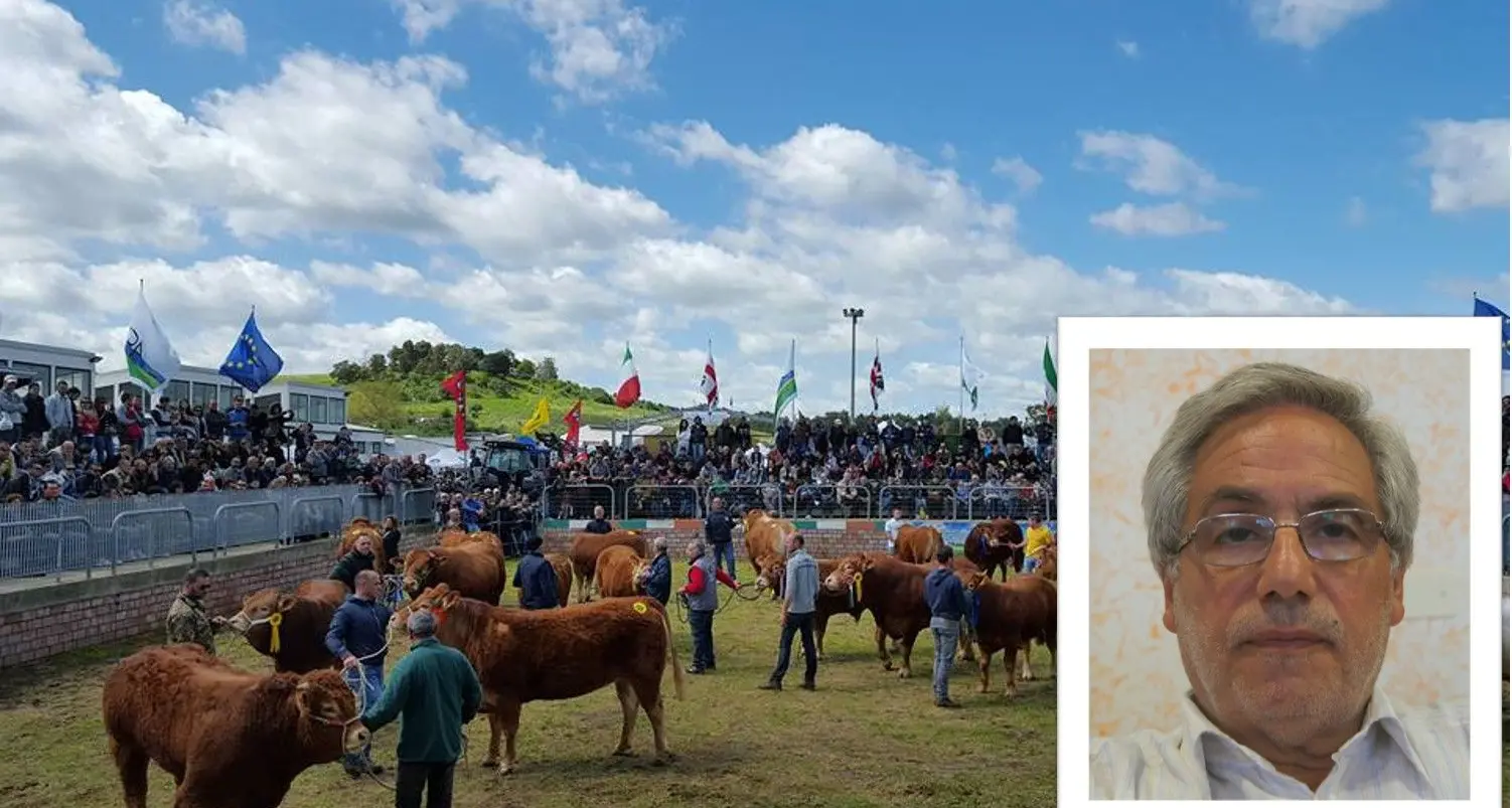 Fiera di Ozieri. Il sindaco Ladu in ospedale dopo essere stato calpestato da un toro