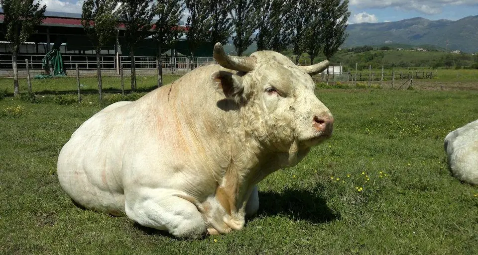 A Ozieri la quinta edizione della Fiera regionale dei bovini da carne Charolaise e Limosine