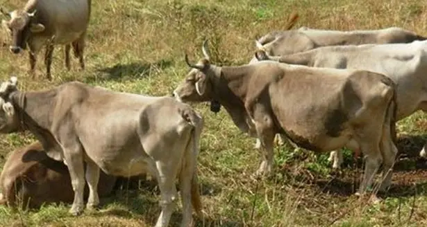 Sanità animale: approvato piano di controllo dalla tubercolosi bovina, brucellosi e leucosi