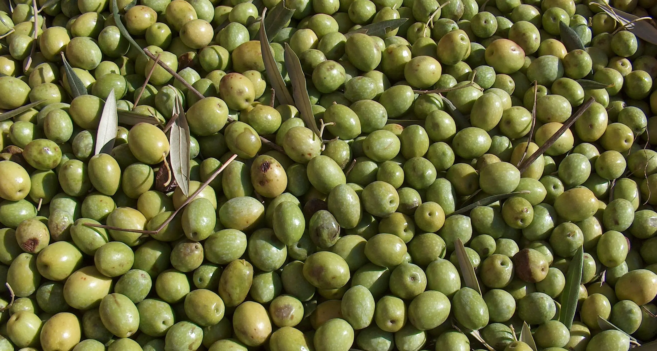 Nella crema antirughe di Chanel il potere antietà delle olive di Sardegna