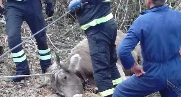 I Vigili del fuoco salvano una mucca e il suo vitello caduti in un dirupo