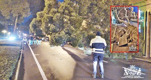 Tragedia sfiorata in viale Diaz, albero cade accanto alla carreggiata: strada chiusa al traffico