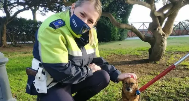 Cagliari. Cucciolo di cane spaventato dai botti scappa di casa: ritrovato dalla Polizia Municipale