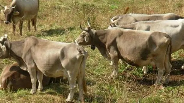 Dermatite bovina, stop alle restrizioni in Sardegna