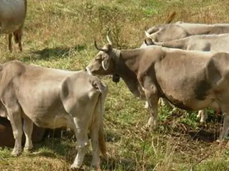 Dermatite bovina, stop alle restrizioni in Sardegna