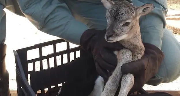 La Forestale salva un cucciolo di muflone