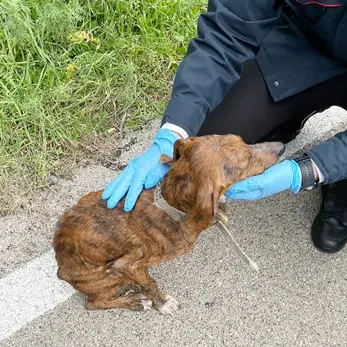 Cane denutrito e maltrattato vagava sulla provinciale 90 col rischio di essere ucciso: salvato dai Carabinieri