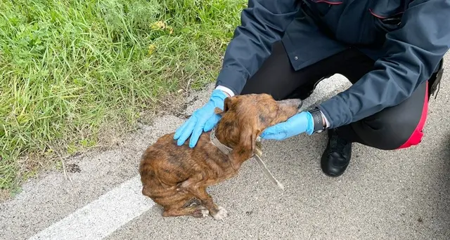 Cane denutrito e maltrattato vagava sulla provinciale 90 col rischio di essere ucciso: salvato dai Carabinieri