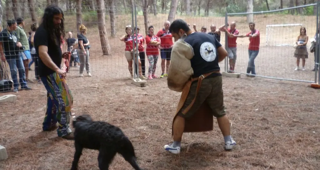 Sorso. “Cani Sardi: passato, presente e futuro delle nostre razze”