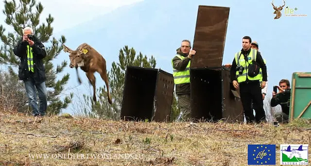 Cinque esemplari di Cervo Sardo trasferiti in Corsica