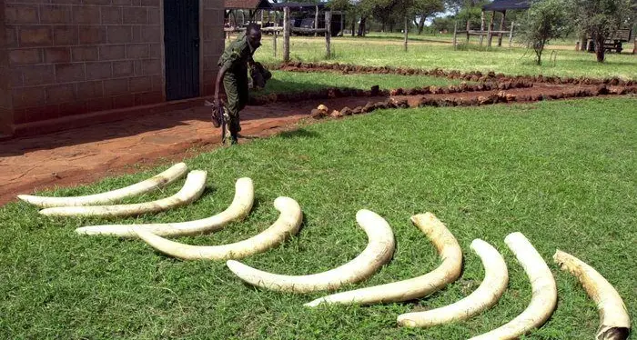 Una famiglia riceve undici zanne di elefante africano in eredità