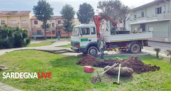 Sestu sempre più green, in piazza Della Libertà e in via Leoncavallo arrivano le piante di ulivo