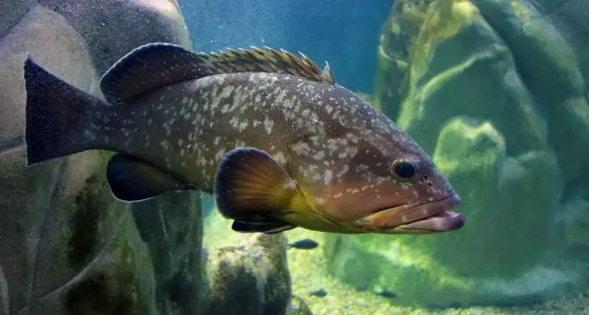 L'acquario di Cala Gonone aderisce a M'illuminodimeno