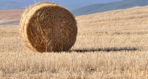 Agricoltura, sbloccati i pagamenti 2015