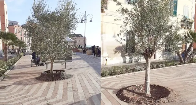 Castello, arrivano gli ulivi per abbellire il Bastione di Santa Croce