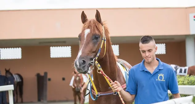 Morto il fantino Pietro Brocca caduto da cavallo, aveva 21 anni