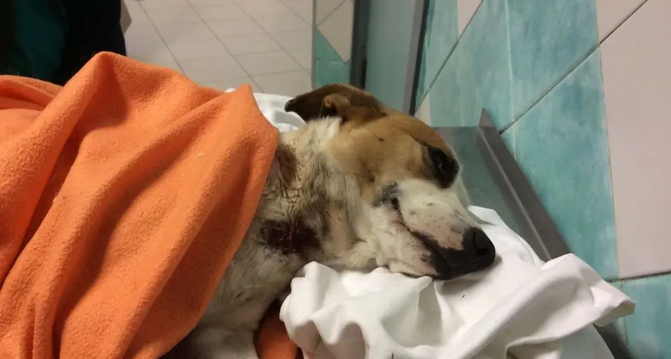 Cagnolina uccisa senza pietà: la Lega nazionale per la difesa del cane ha annunciato di presentare una denuncia