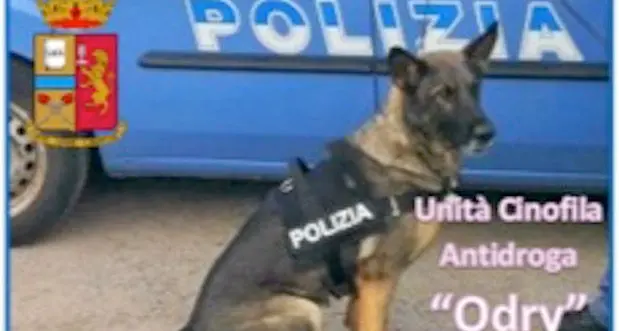 Cane poliziotto trova 300 grammi di droga: denunciato pluripregiudicato