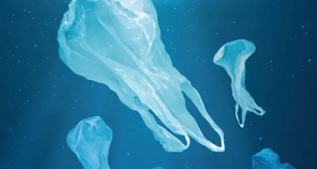 Mare del Nord e Baltico inquinati: trovata plastica nello stomaco dei pesci