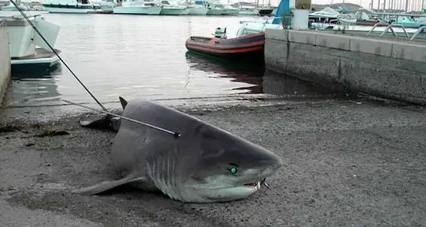 Squalo catturato nel sud Sardegna