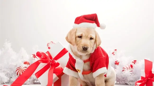 Microchippatura gratuita per cani a Sassari: appuntamento il prossimo 18 dicembre