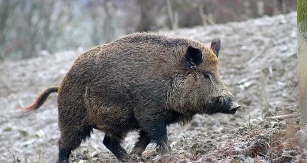 Caccia al cinghiale il giovedì consentita dalla prossima settimana