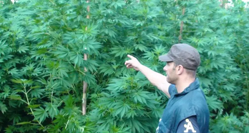 Tortolì. Scoperta piantagione di marijuana