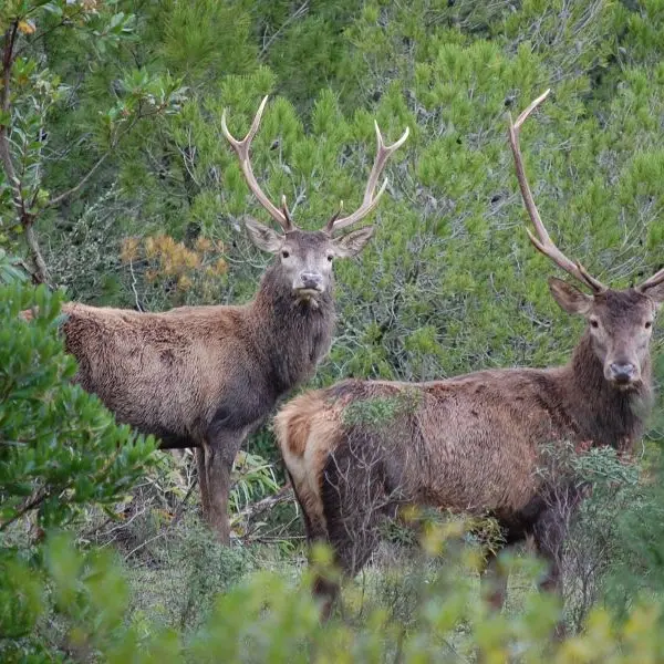 Fauna selvatica, dalla Regione 500mila euro ai Comuni con maggior numero di incidenti