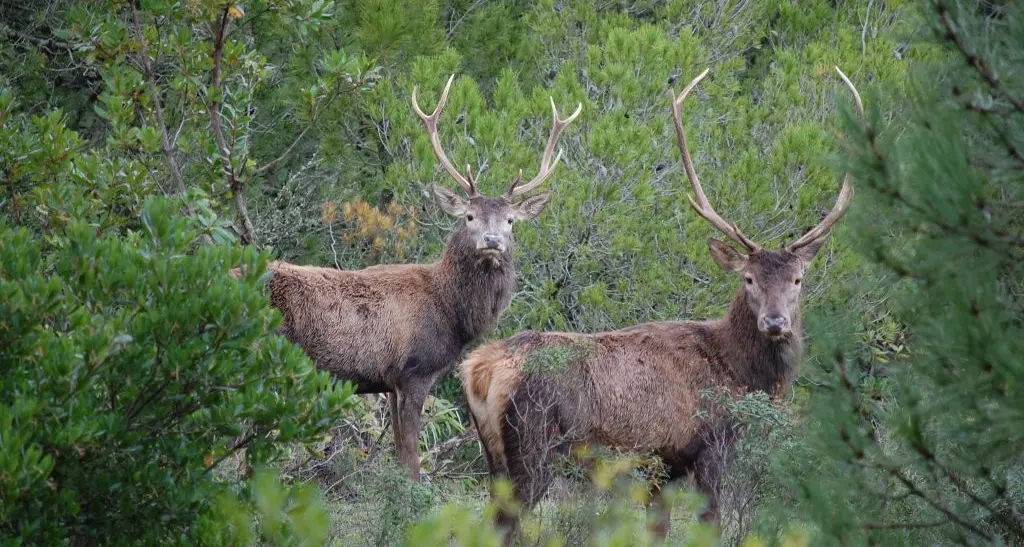 Convegno sul Progetto LIFE+ “Conservation of red deer cervus elaphus corsicanus in Sardinia and Corse”