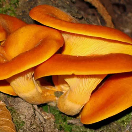 Mangia funghi sott'olio e finisce in ospedale