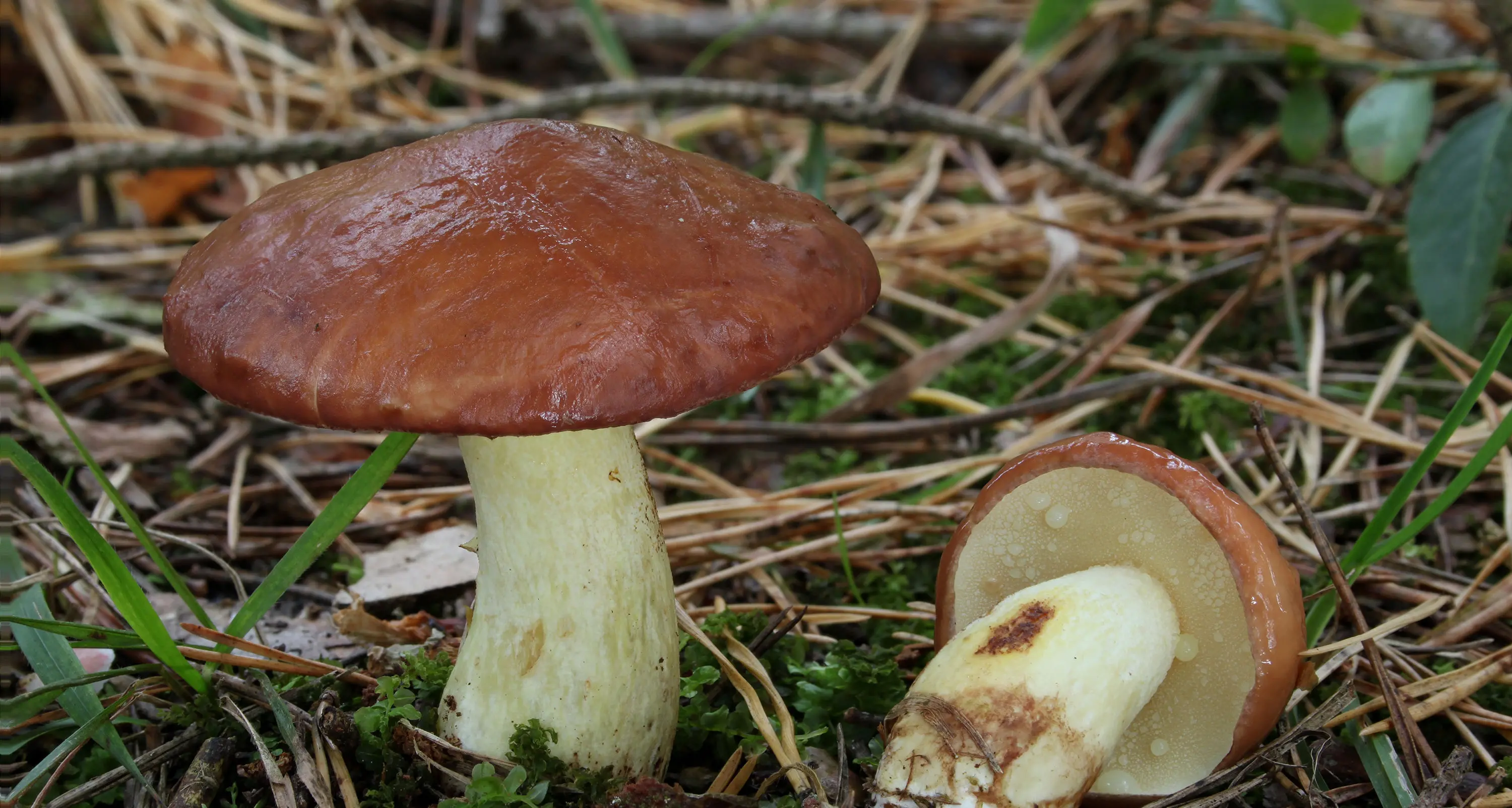 64enne mangia funghi raccolti nelle campagne del paese e finisce all'ospedale