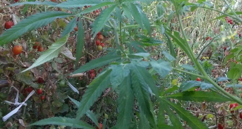 14 kg di marijuana nascosti in un terreno: arrestato 26enne